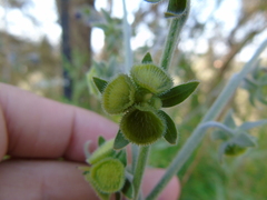 Cynoglossum columnae