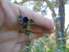 Cynoglossum columnae