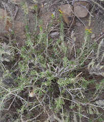 Senecio acutifolius
