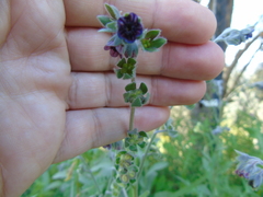 Cynoglossum columnae
