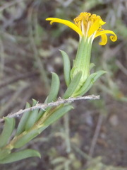 Senecio acutifolius