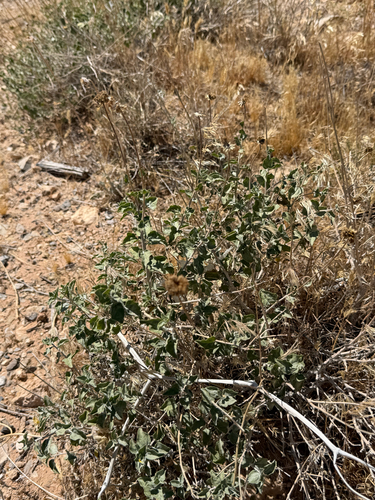 Encelia virginensis, photograph 3