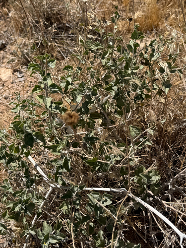 Encelia virginensis, photograph 2