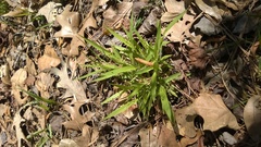 Dichanthelium laxiflorum