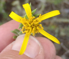 Senecio acutifolius
