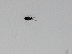 Heteroptera