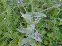 Cynoglossum columnae