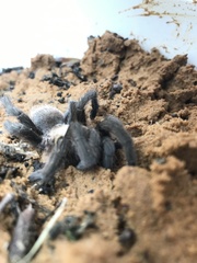 Aphonopelma hentzi