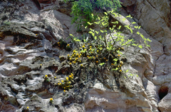 Parodia microsperma microsperma