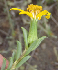 Senecio acutifolius