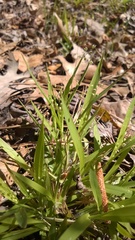 Dichanthelium laxiflorum