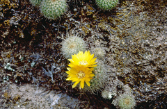 Parodia microsperma microsperma