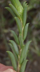 Senecio acutifolius
