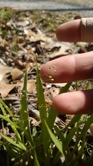 Dichanthelium laxiflorum