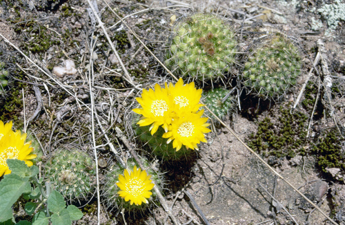 Parodia microsperma ssp. microsperma