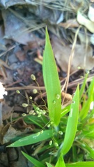 Dichanthelium laxiflorum