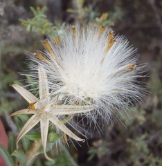 Senecio acutifolius
