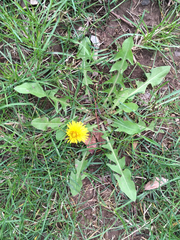 Taraxacum officinale