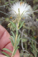 Senecio acutifolius