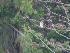 Coccothraustes coccothraustes