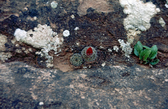 Parodia microsperma microsperma