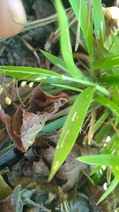 Dichanthelium laxiflorum