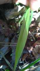 Dichanthelium laxiflorum