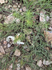 Teucrium laciniatum, photograph (c) Cleveland Powell, some rights reserved (CC BY)