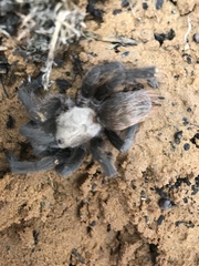 Aphonopelma hentzi