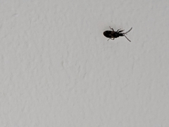 Heteroptera