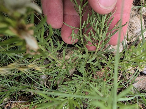 Teucrium laciniatum, photograph 3