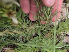 Teucrium laciniatum, photograph (c) Cleveland Powell, some rights reserved (CC BY)