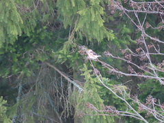 Coccothraustes coccothraustes