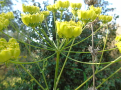 Leiotulus aureus