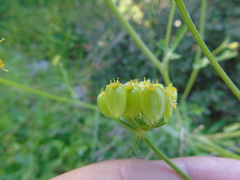 Leiotulus aureus