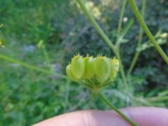 Leiotulus aureus