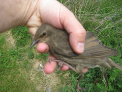 Sturnus vulgaris