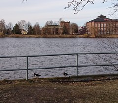Haematopus ostralegus
