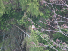 Coccothraustes coccothraustes