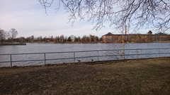 Haematopus ostralegus