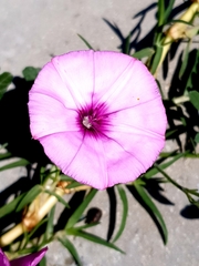 Convolvulus althaeoides althaeoides