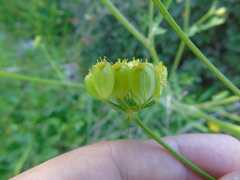 Leiotulus aureus