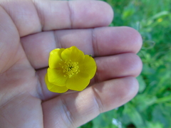 Ranunculus neapolitanus