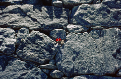 Parodia microsperma microsperma