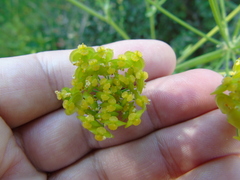 Leiotulus aureus
