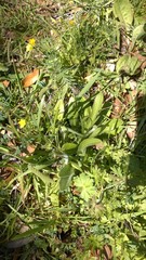 Plantago virginica