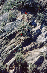 Parodia microsperma microsperma