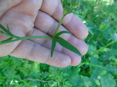Ranunculus neapolitanus