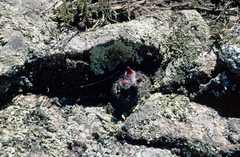 Parodia microsperma microsperma