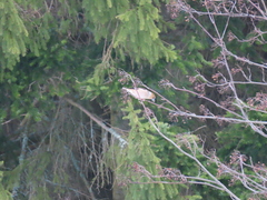 Coccothraustes coccothraustes